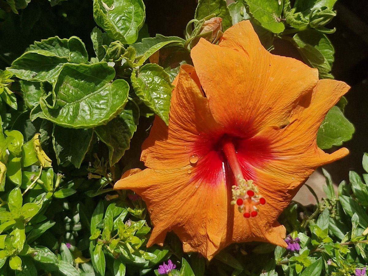 🌼 🌺Thursday’s bloom
🌹 🌸graceful resilience

QP/Share🌸

#theme_pic_India_flowers 🌸
#RoClicks