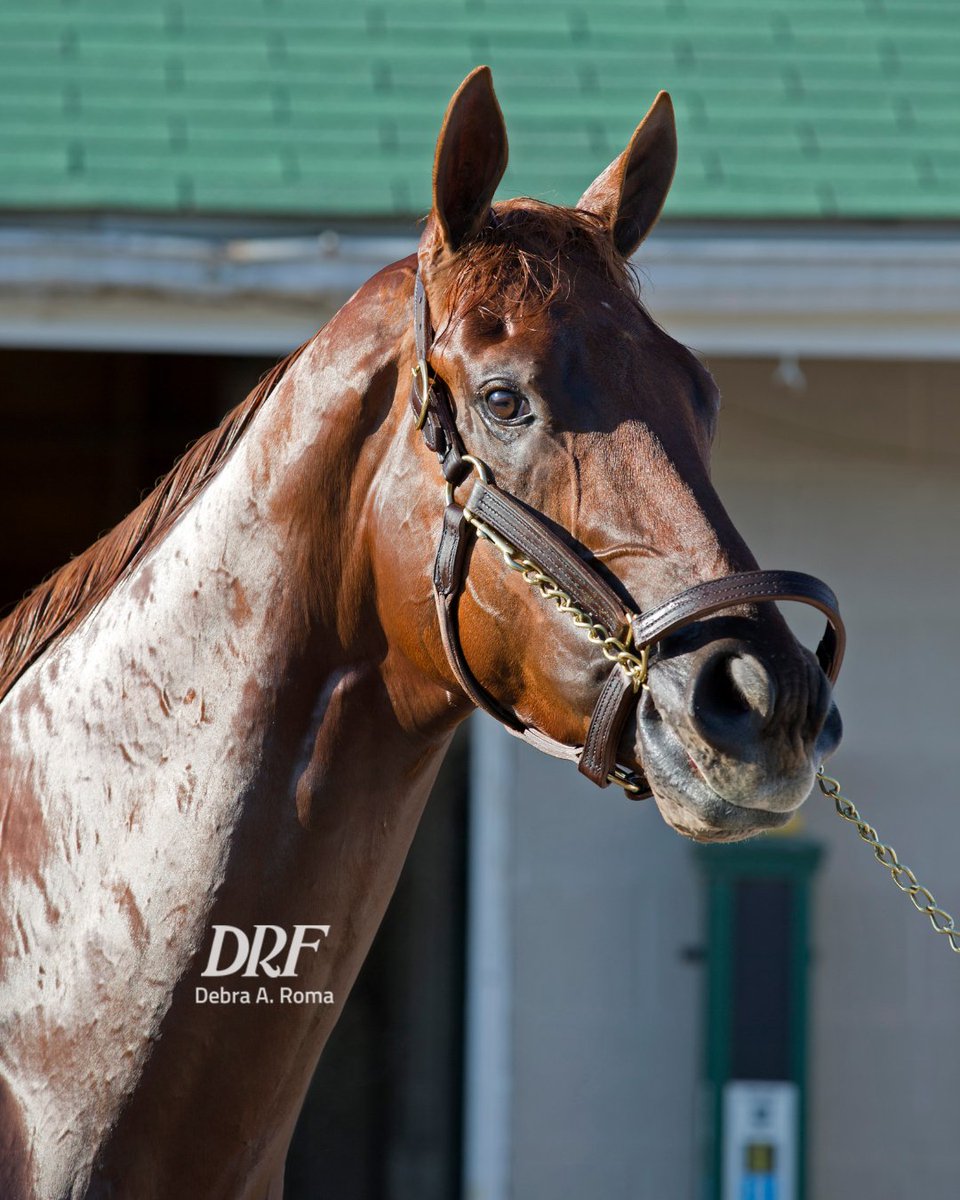 Daily Racing Form tweet media