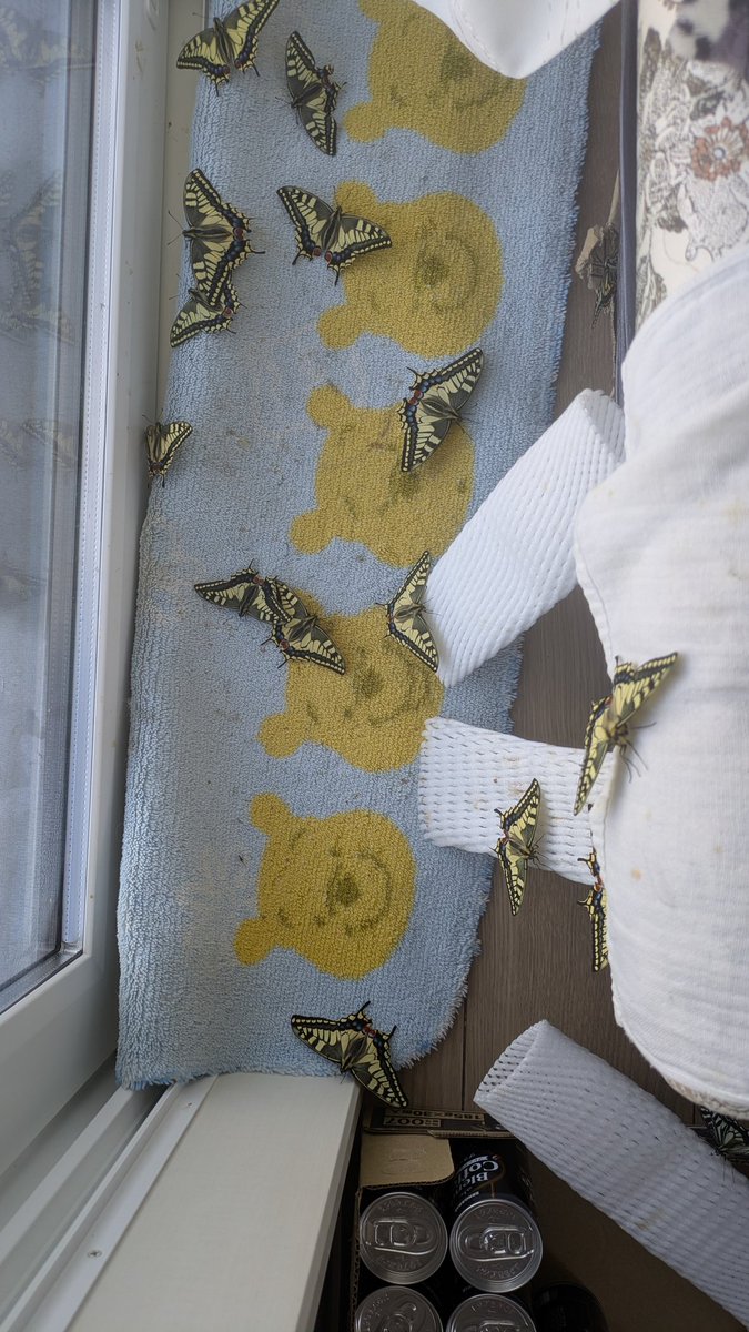 tantopontoshima tweet media