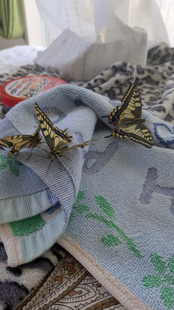 tantopontoshima tweet media