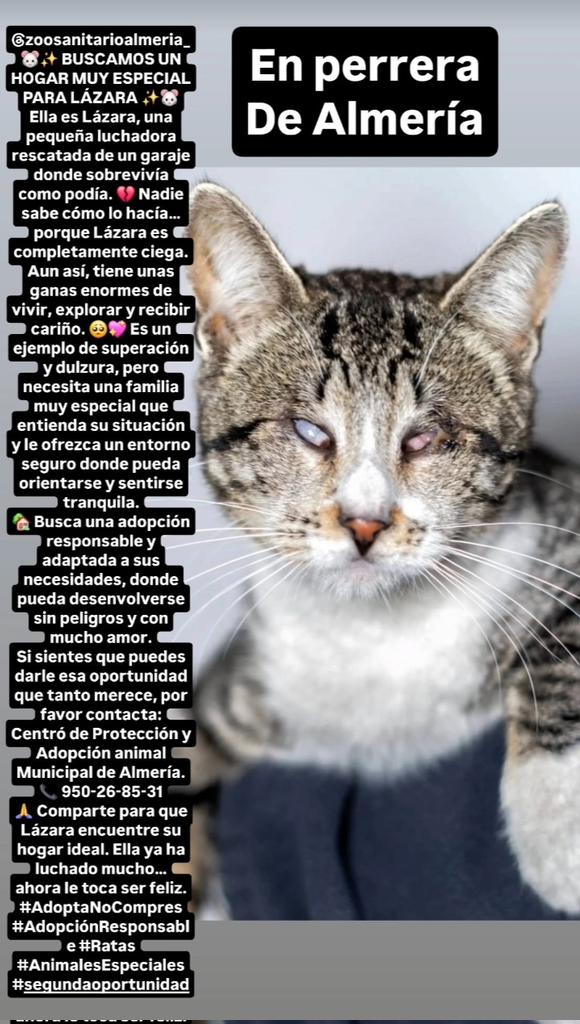 sonia 🐕🐶🐱🐅🦓🐷🦌🐮🐄🐒🐩🐂🦃🐴🐃🦛🦁🐐🌱💚🇵🇸 tweet media