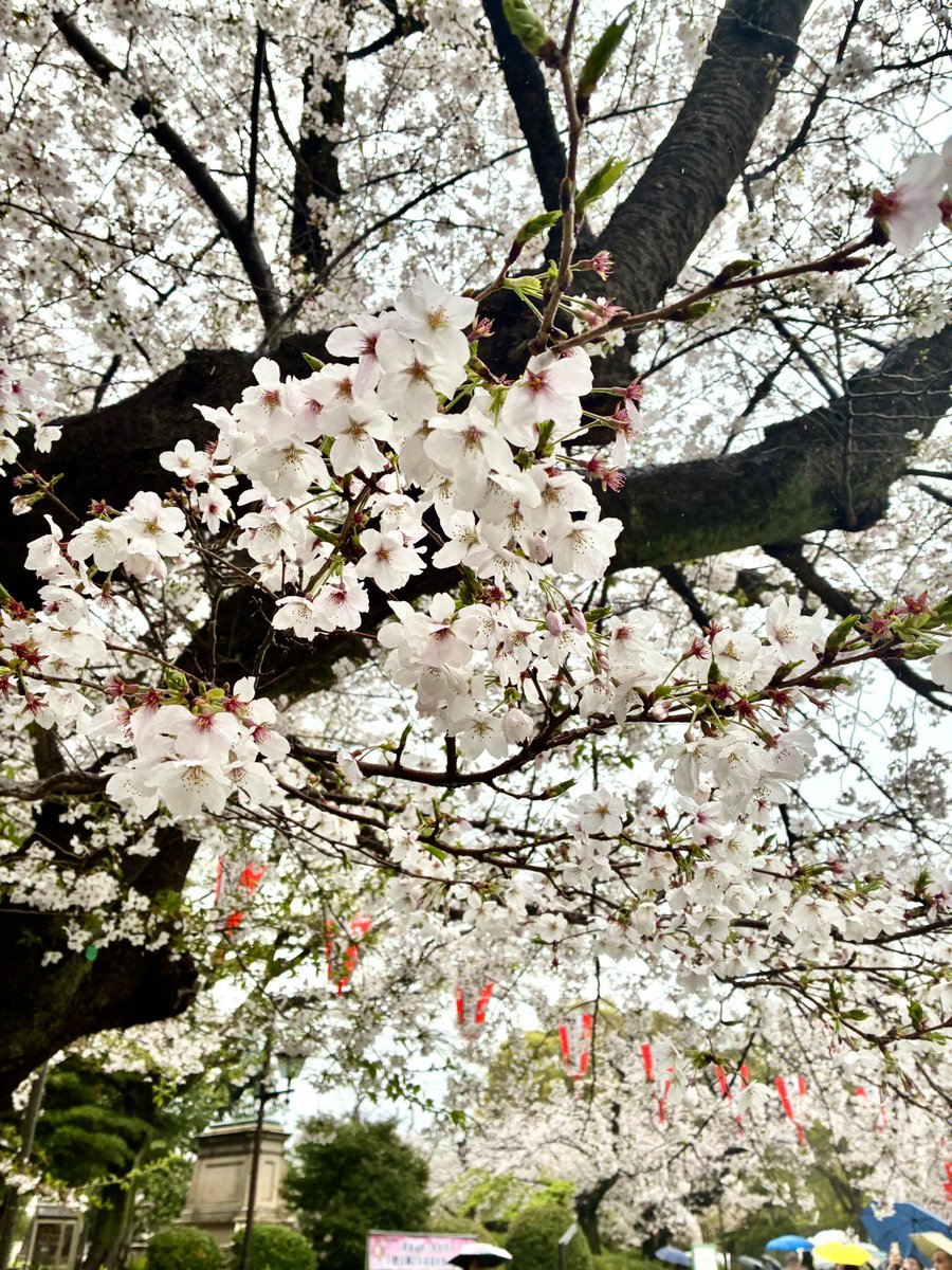 武隈史子 tweet media