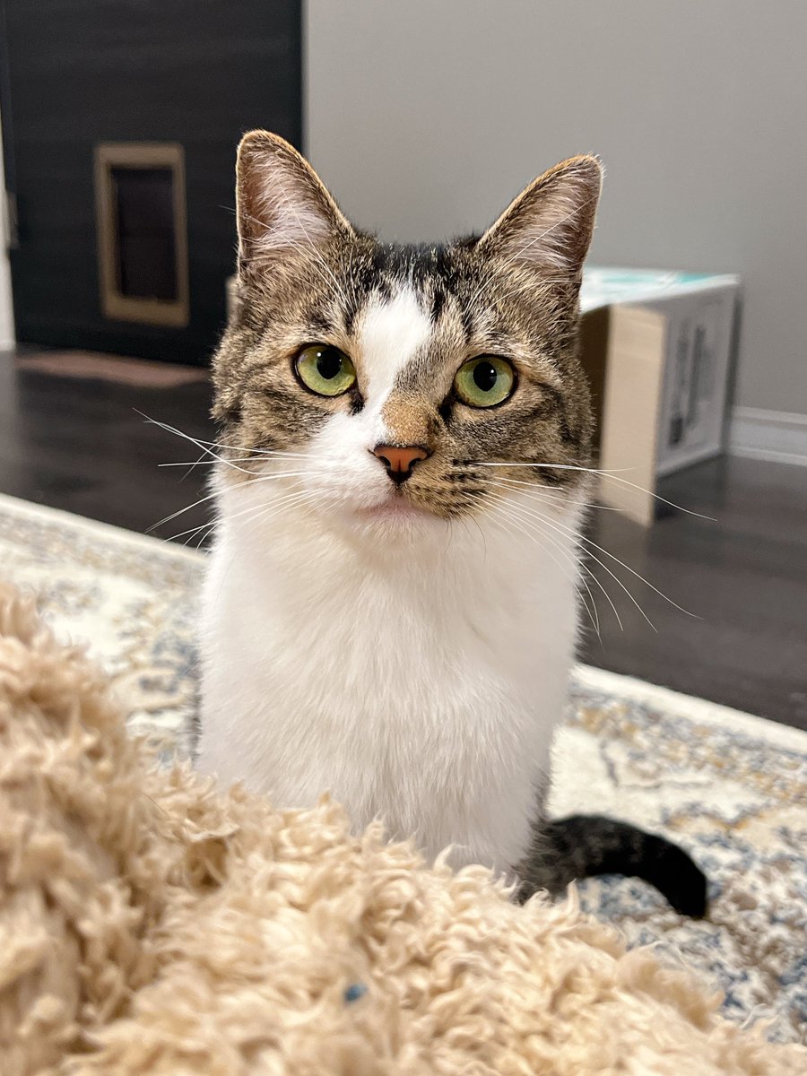 🐈🐈 tweet media