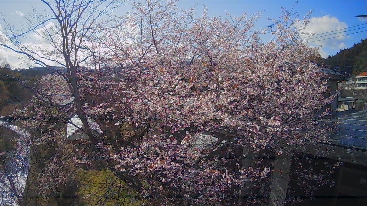 oza_san's tweet photo. 自宅裏の桜
8部咲きと言う感じ
ドローンで空撮
#ホーリーストーン
#HS155
#空撮
ちょっと風が強くて
ドローンが流されて
危なく木に引っ掛ける所だった💦 https://t.co/9ndVRONGd8