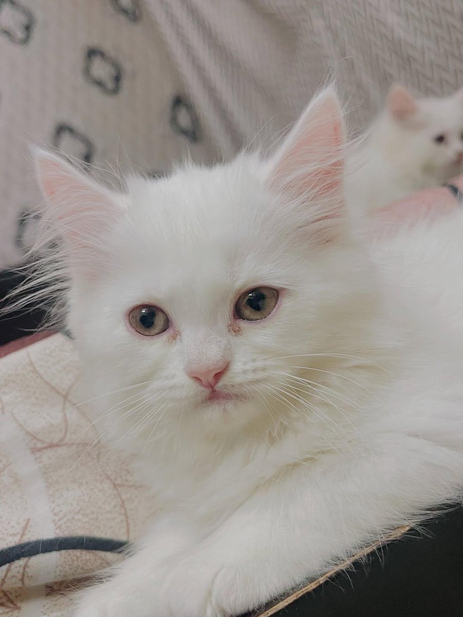 CatLover56577's tweet image. Cute 🥰 kittens #cats #kittycat #persian #cuteness #meocatfood