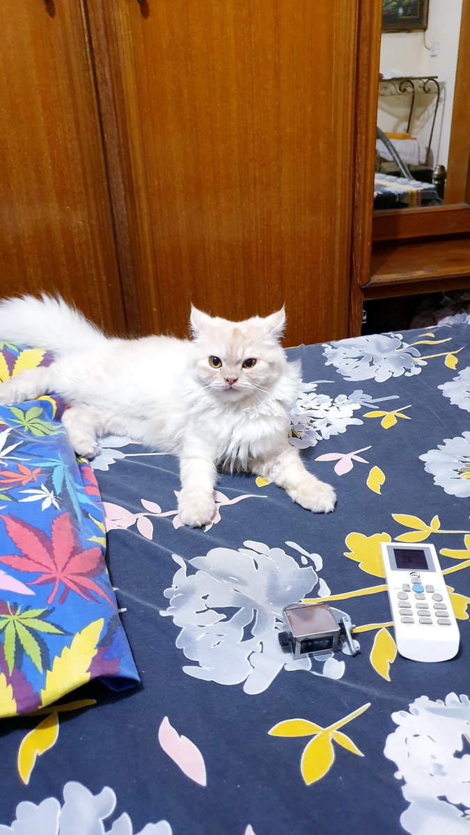 Mango Man tweet media