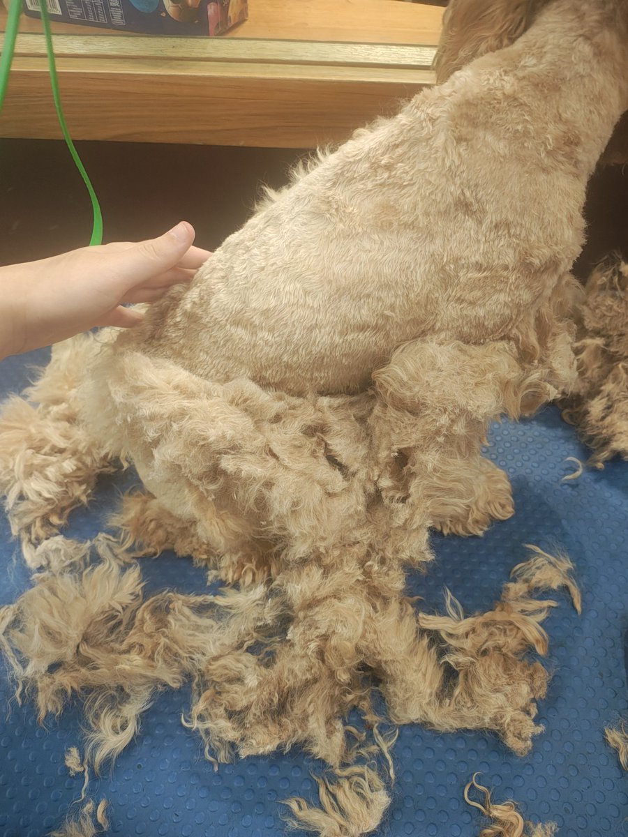 barkingteeth's tweet photo. reminder to brush your dogs and get them groomed regularly! this was genuinely devastating and it always is. https://t.co/izK0rLfzLJ