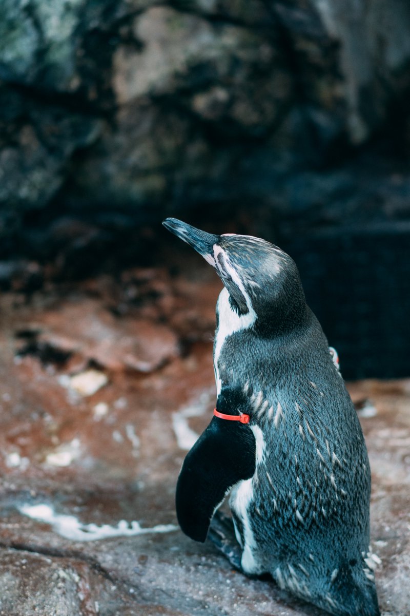 あさくら(Asakura) tweet media