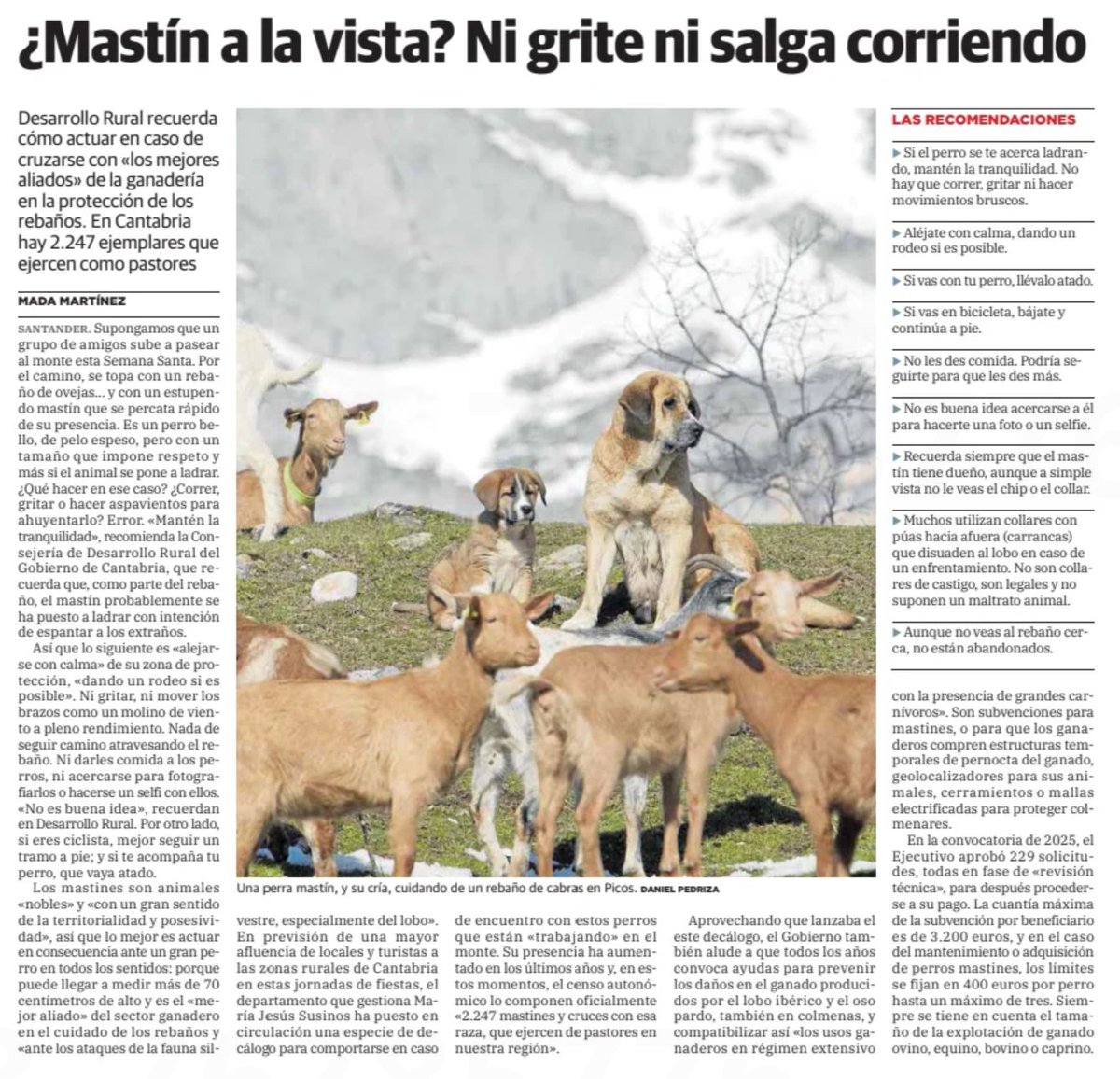 ferminturiel's tweet photo. ¿QUÉ HAGO SI ME ENCUENTRO EN EL MONTE CON UN MASTÍN?
El Gobierno de Cantabria aconseja cómo actuar en caso de cruzarse con uno de los perros que protegen al ganado
https://t.co/qUfhH5r32v https://t.co/hK9kVT3V8z