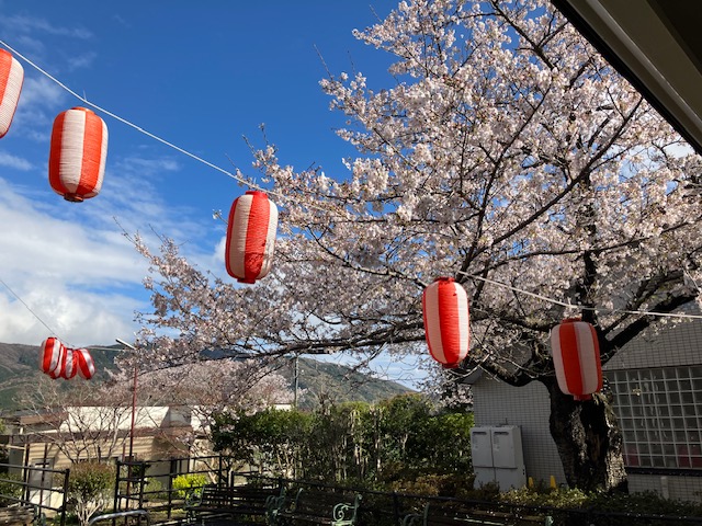 TUKUBAEN's tweet photo. 広報委員のA.Mです。
つくばでも桜が満開になりました☺️ 
提灯を飾り、お花見をしていきたいと思います🌸
#桜
＃花見
＃特養
＃つくば https://t.co/4mESBVMraD