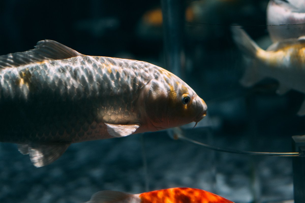 あさくら(Asakura) tweet media