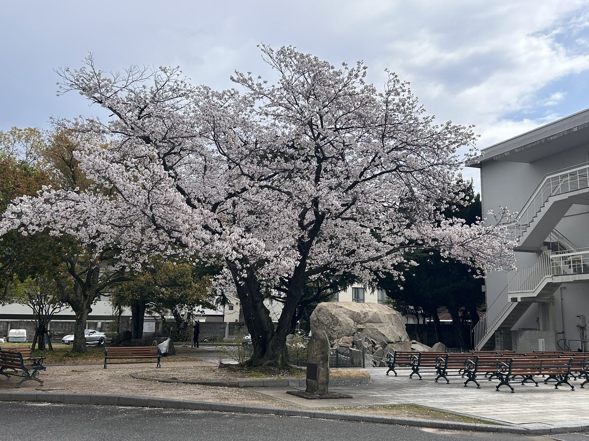 KWMT_n's tweet photo. #広島大学 
仕事で #東千田キャンパス に来たらこちらも桜は満開。正門入って目の前に桜があります。 https://t.co/5JTX939OqV