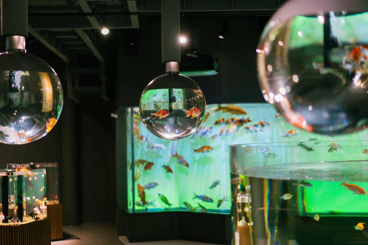 あさくら(Asakura) tweet media