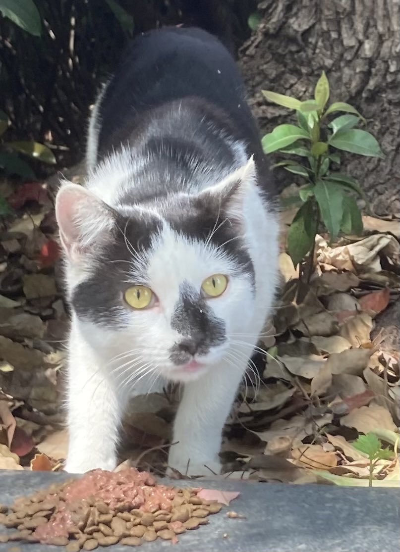 新来的家伙，脸挺有特色…