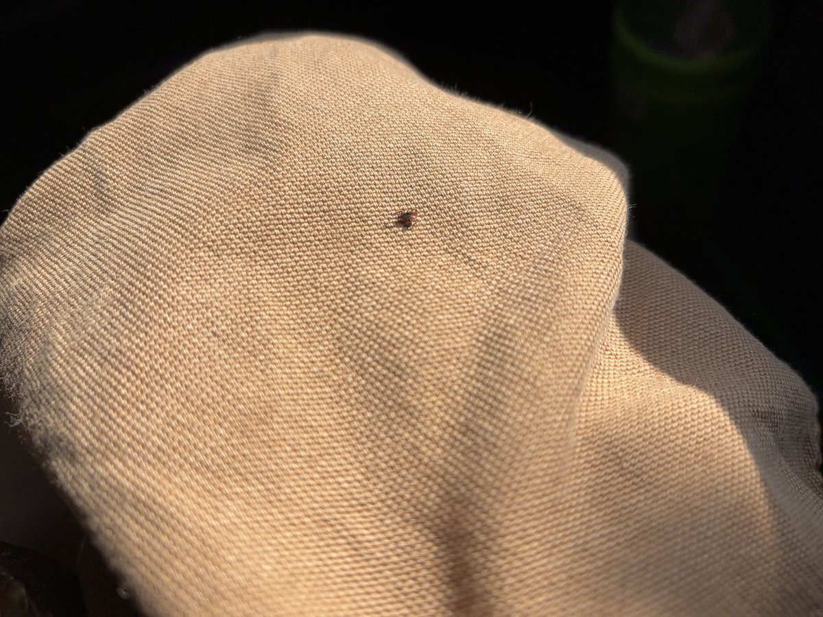 革屋国産ジビエレザー専門VARIED（バリード） tweet media