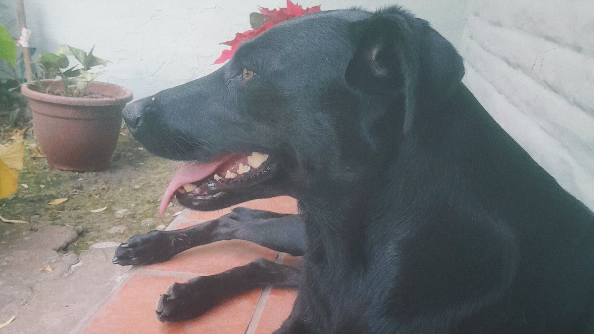 julietta tweet media