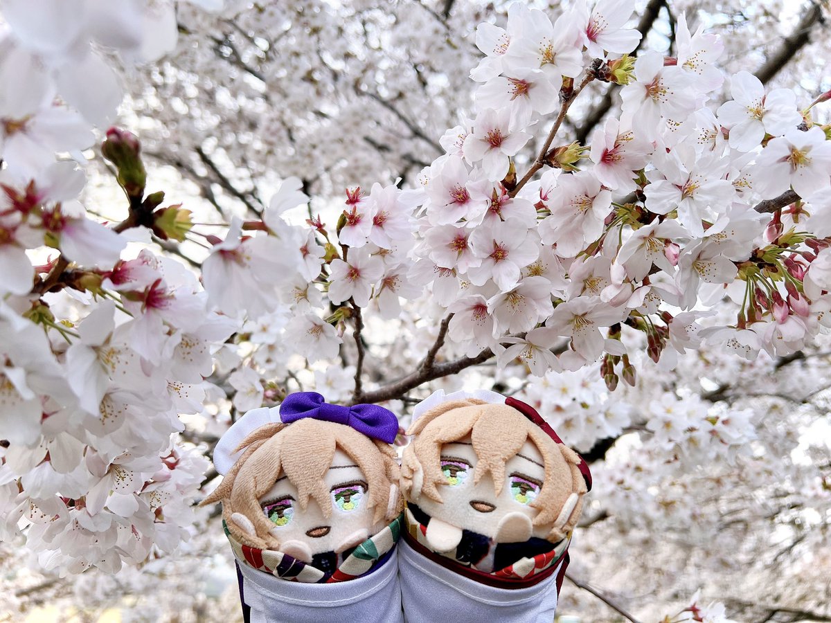 ばにら。 tweet media