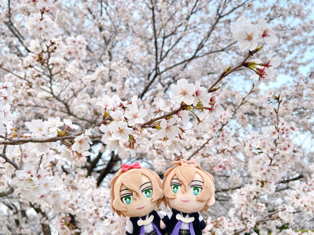 ばにら。 tweet media