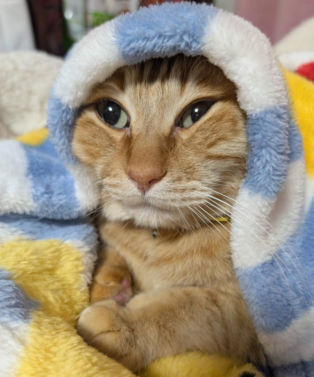 ぷりんちゃん𝕏 tweet media