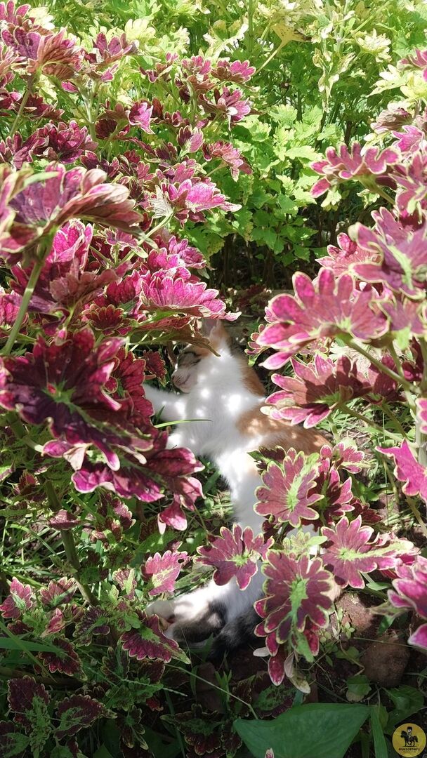 UNSOEDFESS | BASE UNSOED tweet media