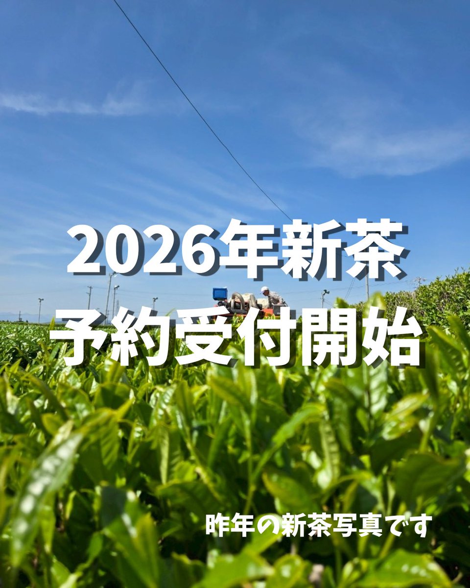 ochafarm's tweet photo. 🍃🆕🍃
2026年の新茶予約、始めさせていただきます！

酷暑だったり雨が降らなかったり寒かったりと、お茶の木にとって過酷な1年だったと思います。それを経た2026年の新茶。さあ一体どんなお茶なのでしょうか？今から楽しみです��

杉本園のお茶は自然栽培。自然に任せてじっくり育つので、一般のお茶屋さんより少しゆっくりな成長です。
少しお待たせしてしまいますが、到着までお待ちいただけますようよろしくお願いします。

※お茶の種類によって収穫〜火入れ〜完成となる日程が変わります。
ご注文の前に日程を確認していただけると幸いです。

大切な方へ送る上質なギフト・来客用おもてなしのお茶・日常的に飲むお茶。ぐびぐび飲みやすいものからゆっくりじっくり味わいたいものまで。あなたのお好みでお選びください☺️
どれがいいかな？と迷われたらご相談くださいね！

#自然栽培 #無農薬茶 #無農薬 #新茶 #ギフト
