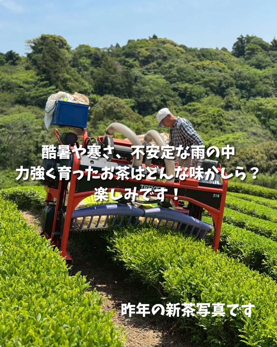 ochafarm's tweet photo. 🍃🆕🍃
2026年の新茶予約、始めさせていただきます！

酷暑だったり雨が降らなかったり寒かったりと、お茶の木にとって過酷な1年だったと思います。それを経た2026年の新茶。さあ一体どんなお茶なのでしょうか？今から楽しみです��

杉本園のお茶は自然栽培。自然に任せてじっくり育つので、一般のお茶屋さんより少しゆっくりな成長です。
少しお待たせしてしまいますが、到着までお待ちいただけますようよろしくお願いします。

※お茶の種類によって収穫〜火入れ〜完成となる日程が変わります。
ご注文の前に日程を確認していただけると幸いです。

大切な方へ送る上質なギフト・来客用おもてなしのお茶・日常的に飲むお茶。ぐびぐび飲みやすいものからゆっくりじっくり味わいたいものまで。あなたのお好みでお選びください☺️
どれがいいかな？と迷われたらご相談くださいね！

#自然栽培 #無農薬茶 #無農薬 #新茶 #ギフト