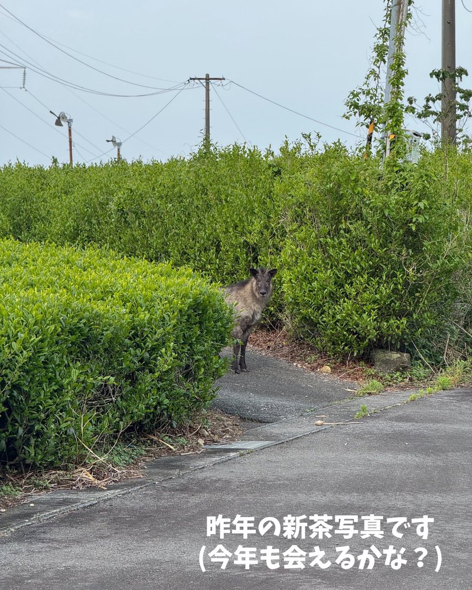 ochafarm's tweet photo. 🍃🆕🍃
2026年の新茶予約、始めさせていただきます！

酷暑だったり雨が降らなかったり寒かったりと、お茶の木にとって過酷な1年だったと思います。それを経た2026年の新茶。さあ一体どんなお茶なのでしょうか？今から楽しみです��

杉本園のお茶は自然栽培。自然に任せてじっくり育つので、一般のお茶屋さんより少しゆっくりな成長です。
少しお待たせしてしまいますが、到着までお待ちいただけますようよろしくお願いします。

※お茶の種類によって収穫〜火入れ〜完成となる日程が変わります。
ご注文の前に日程を確認していただけると幸いです。

大切な方へ送る上質なギフト・来客用おもてなしのお茶・日常的に飲むお茶。ぐびぐび飲みやすいものからゆっくりじっくり味わいたいものまで。あなたのお好みでお選びください☺️
どれがいいかな？と迷われたらご相談くださいね！

#自然栽培 #無農薬茶 #無農薬 #新茶 #ギフト