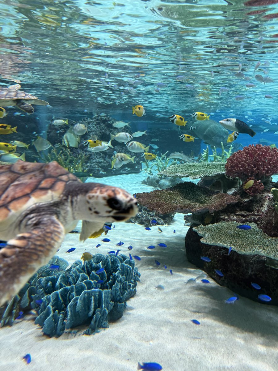 リディ・センパイ tweet media