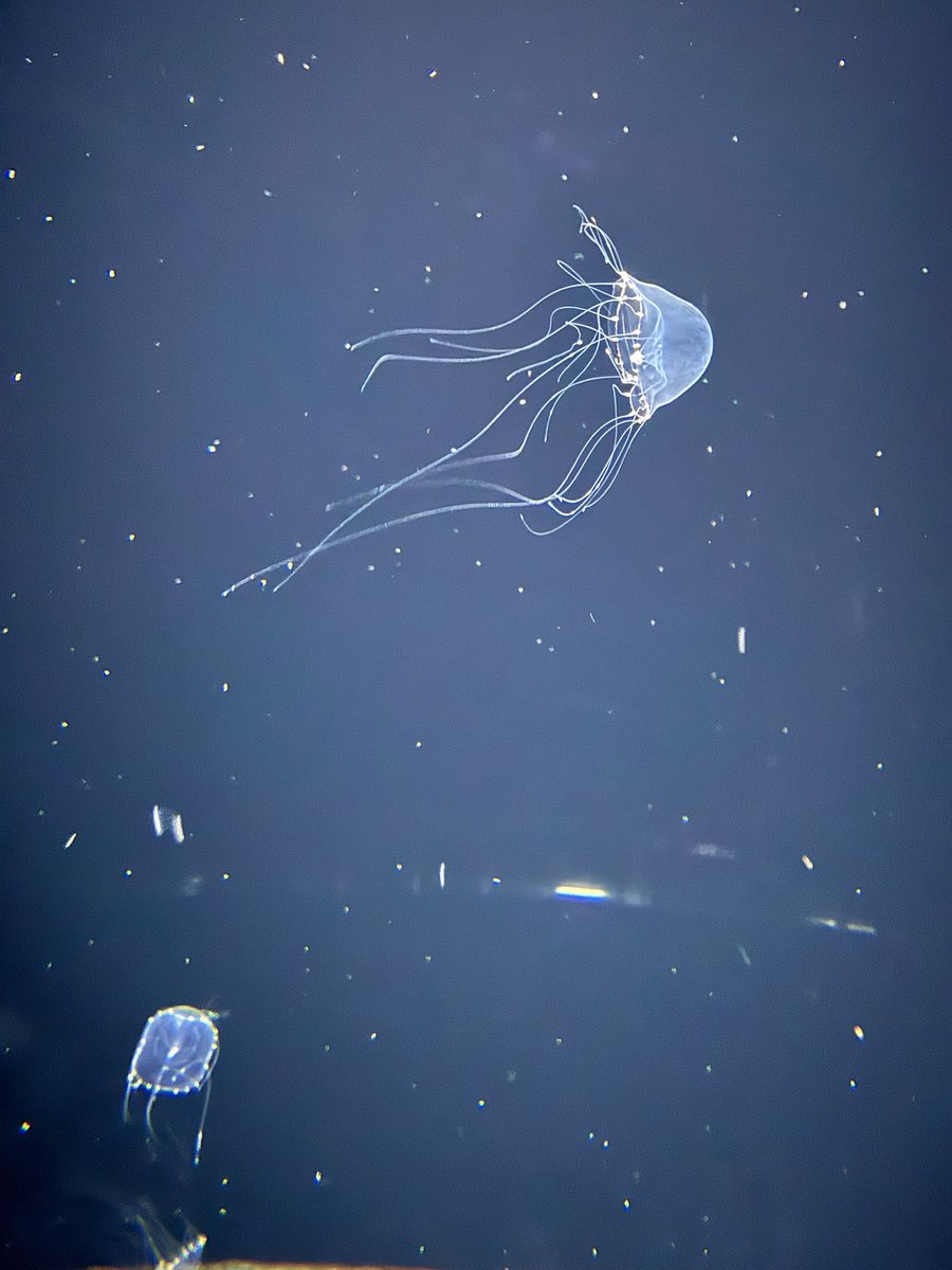 リディ・センパイ tweet media