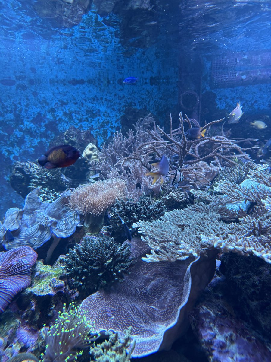 リディ・センパイ tweet media