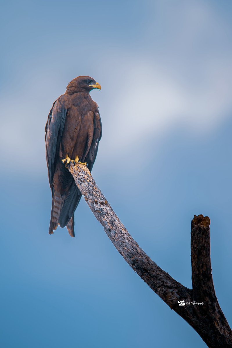 Jpo photography tweet media