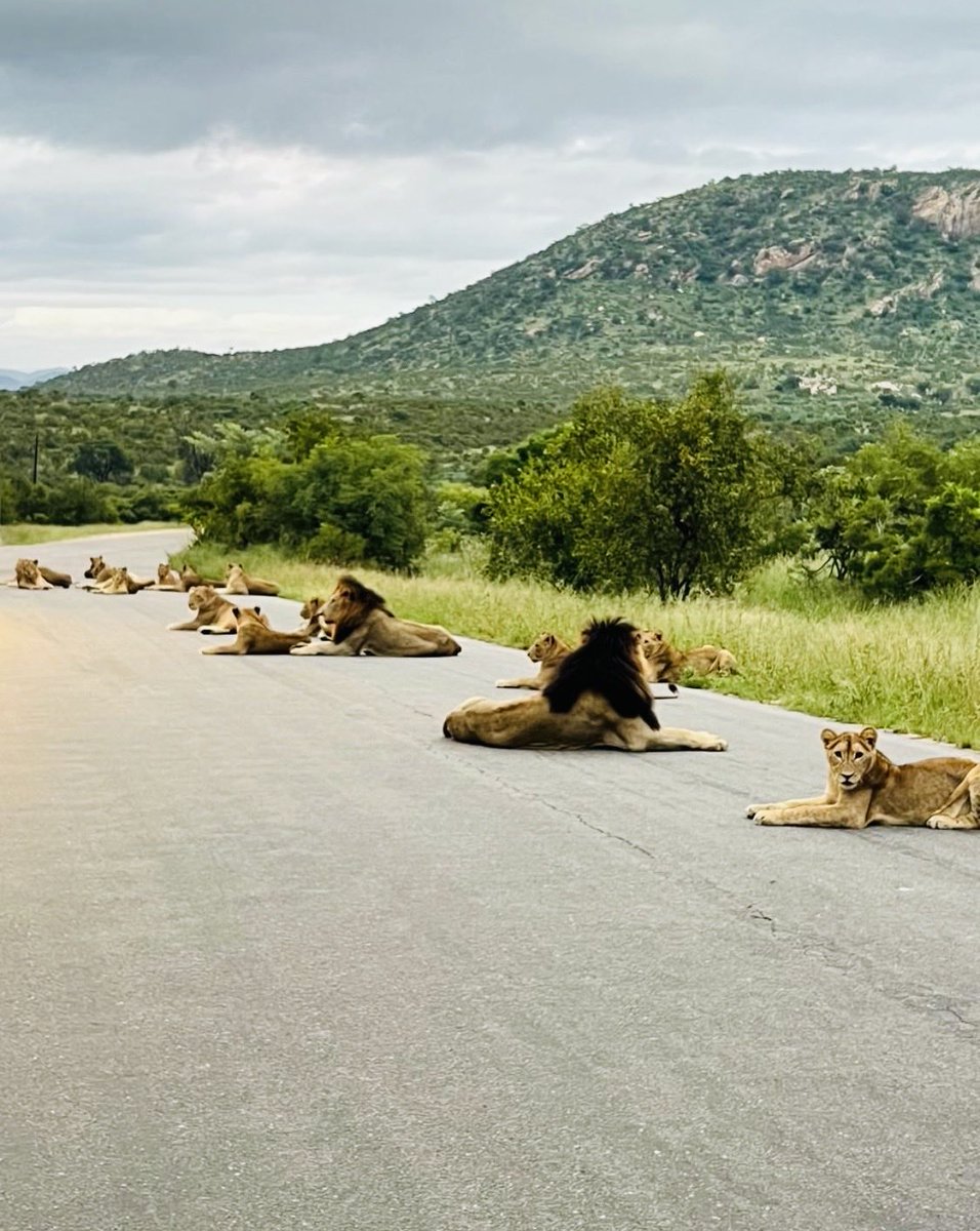 The Real KING OF THE JUNGLE tweet media