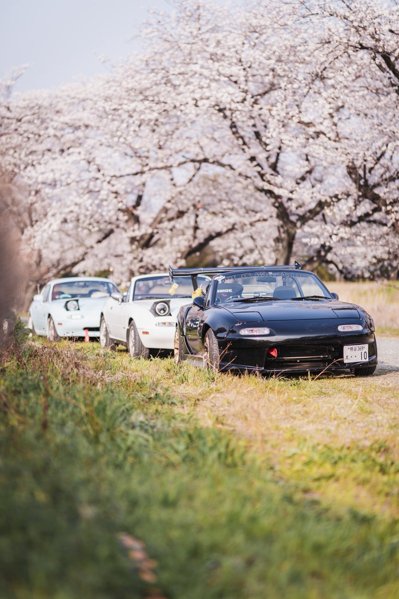 hcfactory3's tweet photo. 桜🌸 https://t.co/irNemFC6M5