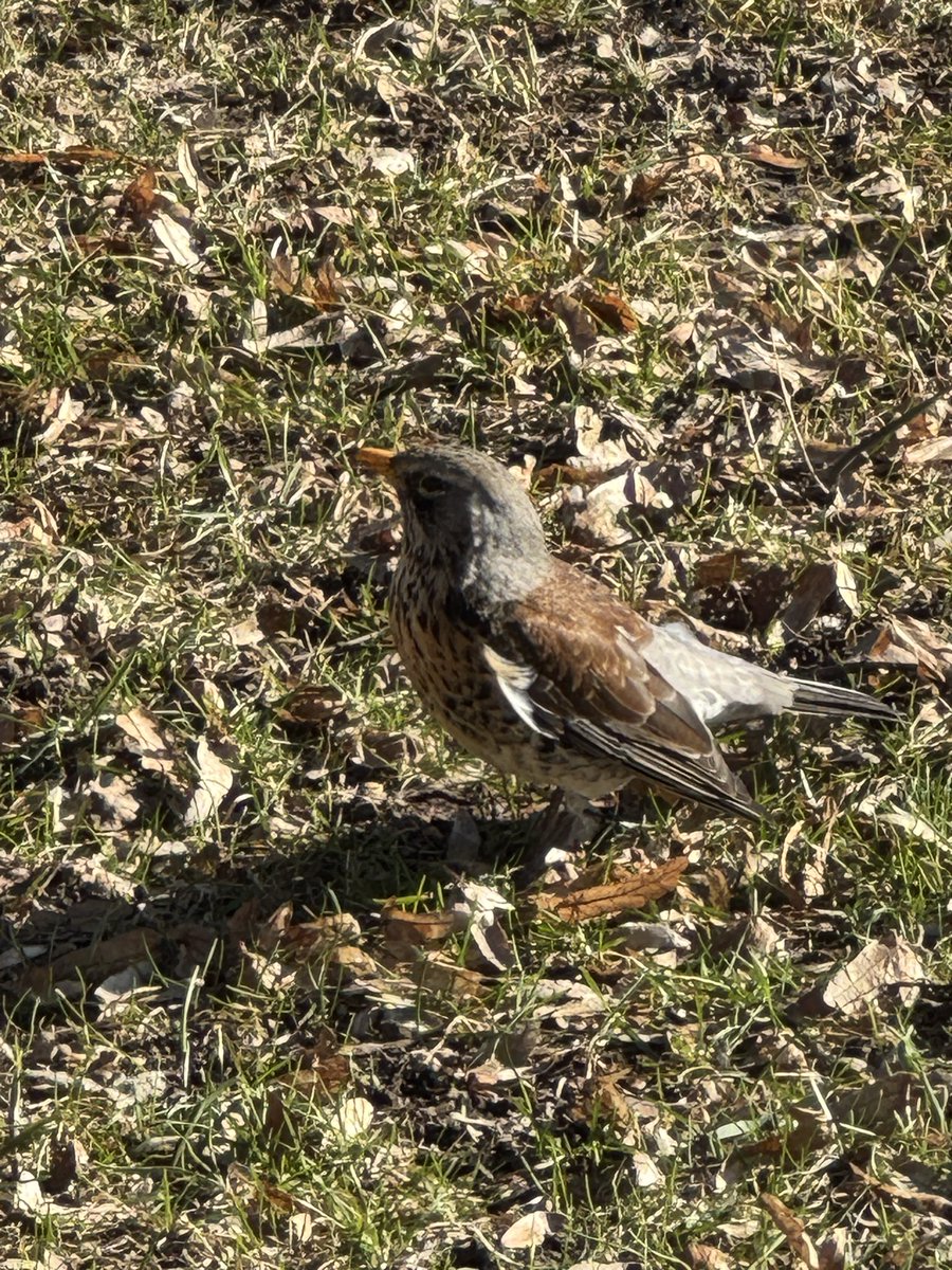 Thomas Rosenhagen - thomrosenhagen@bsky.social tweet media