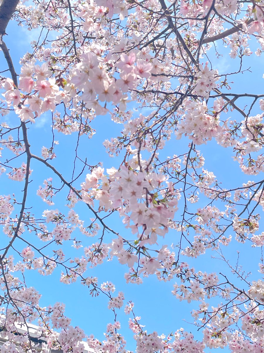 しがせいこ　ぜひまた蒲郡へ tweet media