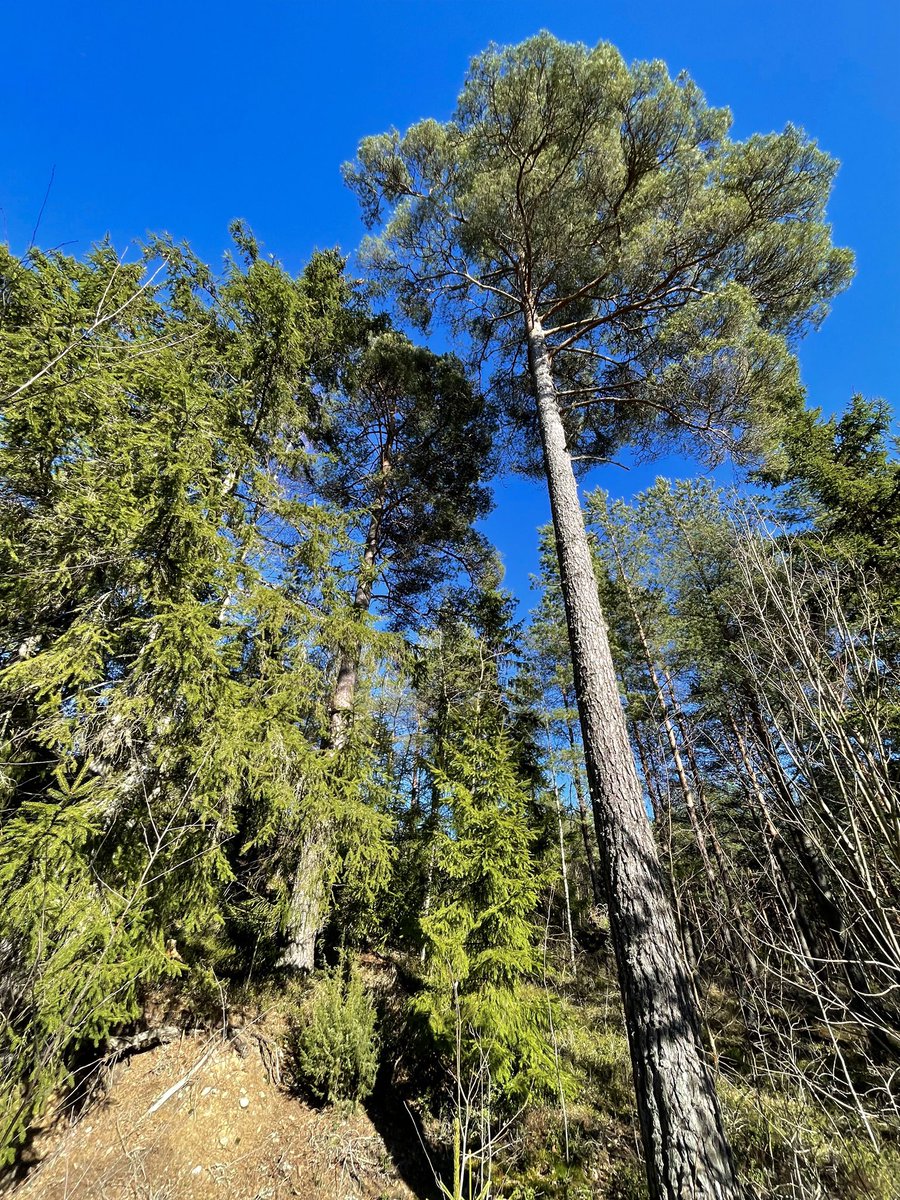 satunurmella's tweet image. Rauhallista pääsiäisen aikaa
🌿🕊️🌿
Have a peaceful #Easter time

 02.04.26 Maundy #Thursday #TreeClub #Finland