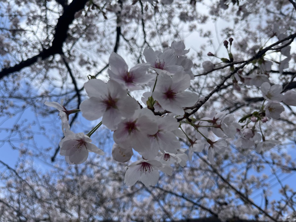 ポカエリアス tweet media