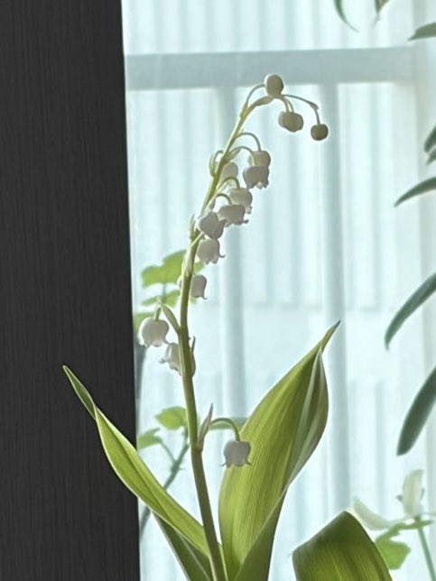 我是啵啵 🍿️ tweet media