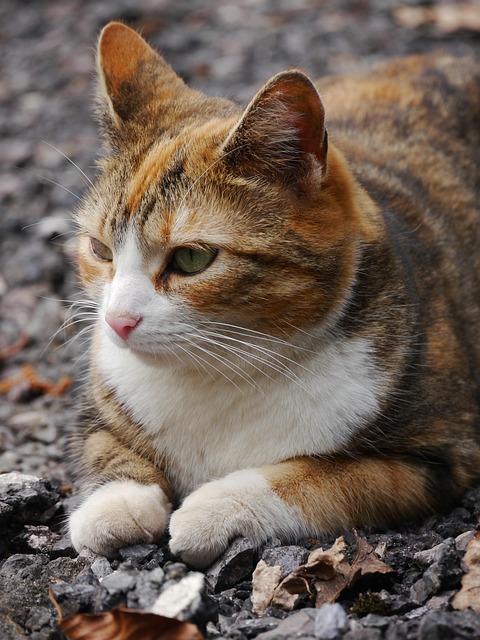 Brendan Solomon tweet media