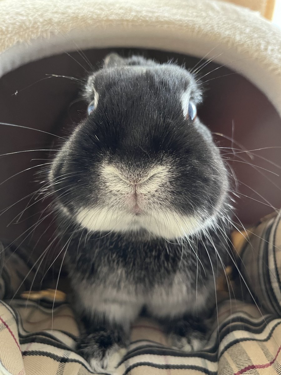 さんた tweet media