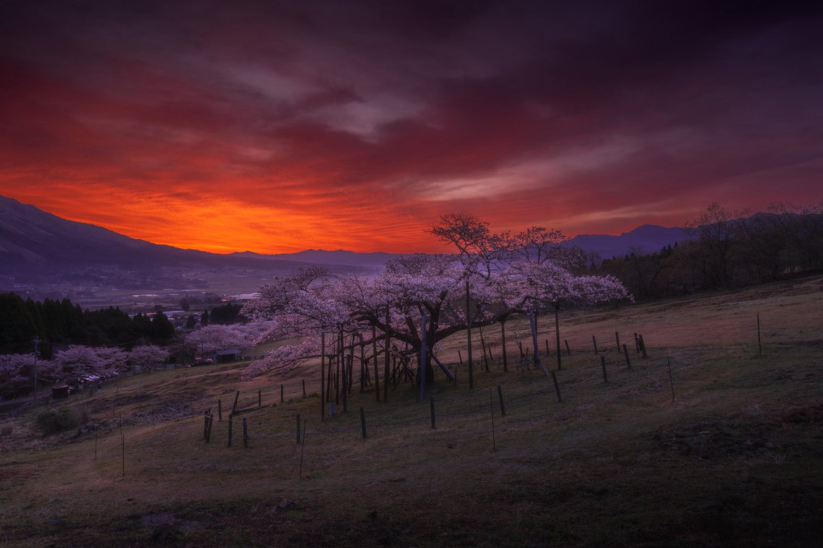 sson3_s's tweet photo. 観音桜の朝焼け

熊本県阿蘇郡南阿蘇村　観音桜

#tokyocameraclub 
#観音桜 
#alpha_newgeneration 
#sonyalpha https://t.co/cHQh05QSZk