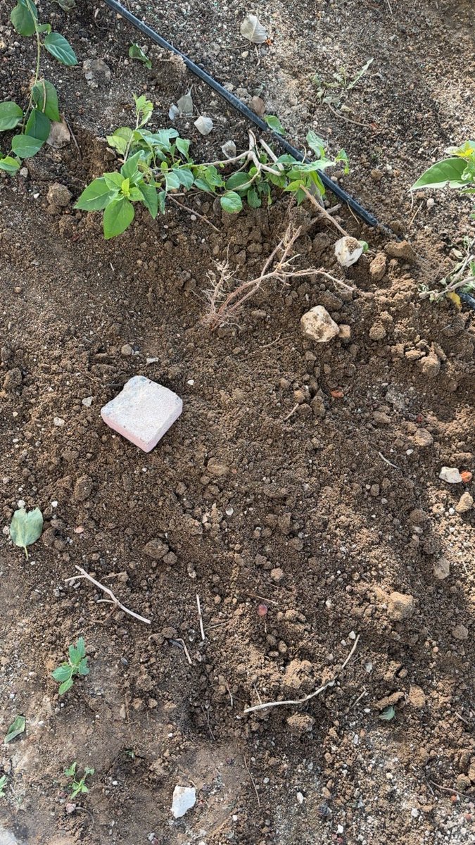 Z bint Mohamad tweet media