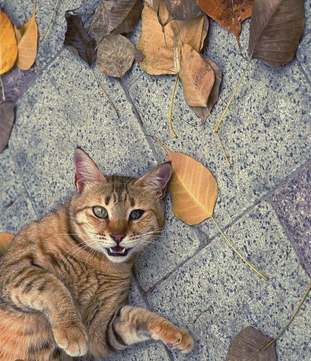 Z bint Mohamad tweet media