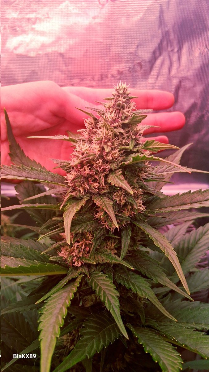 BlaKX89's tweet photo. Banana Purple Punch Auto RF3
🍌😈🥊3️⃣
from @Fast_Buds/ @Fast_Buds_De on Day 45 or middle of week 7. 
The Pink Purple calyxes 💜💚❤️ 
Mars Hydro Adlite IR55/UV55/DR55
#GrowWithCANNA #MarsTech 
@grow_diaries:
https://t.co/ncx8Bv7cWb https://t.co/Ufu3Qc59NW