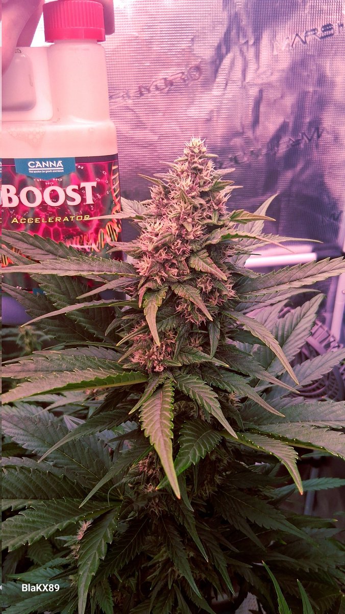 BlaKX89's tweet photo. Banana Purple Punch Auto RF3
🍌😈🥊3️⃣
from @Fast_Buds/ @Fast_Buds_De on Day 45 or middle of week 7. 
The Pink Purple calyxes 💜💚❤️ 
Mars Hydro Adlite IR55/UV55/DR55
#GrowWithCANNA #MarsTech 
@grow_diaries:
https://t.co/ncx8Bv7cWb https://t.co/Ufu3Qc59NW