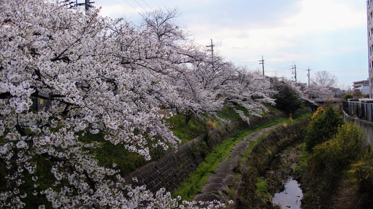 いのふぁんご🐗 tweet media