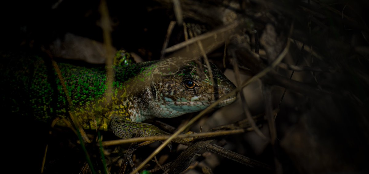 Andreas Pucher tweet media