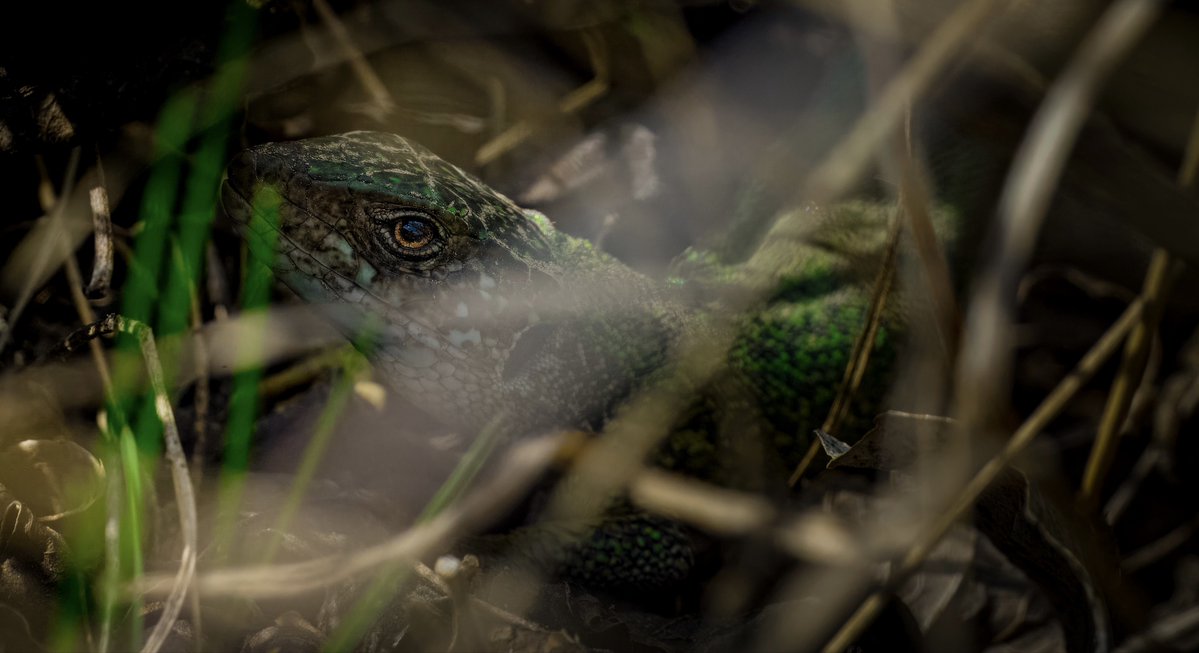 Andreas Pucher tweet media