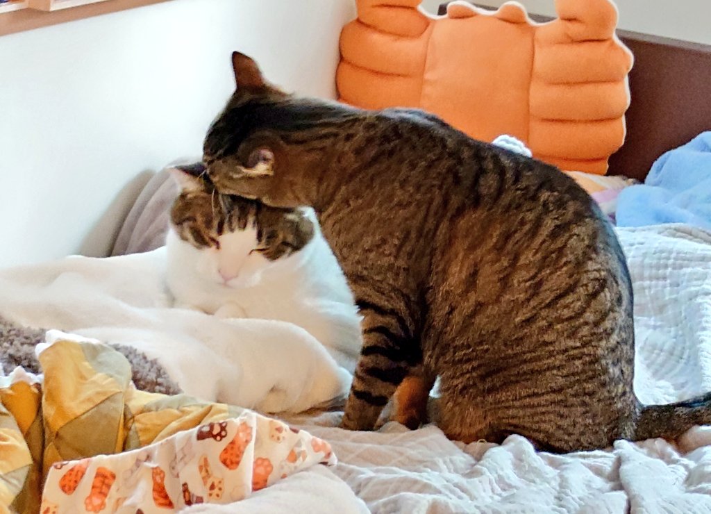 椹野道流🍣ﾌｼﾉﾐﾁﾙ tweet media