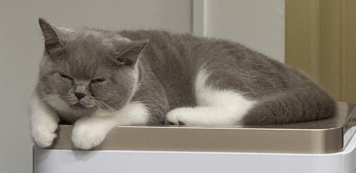 💜💜หย่าหยาขอกราบ🌟ซิงชิว🍃🐺เจียงหลี่🐰 tweet media